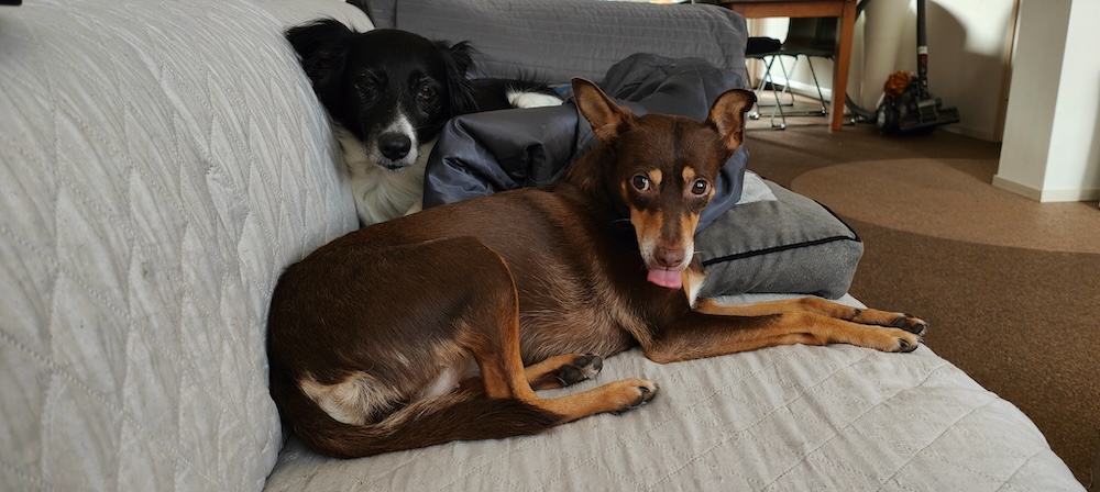 Van wie zijn die honden?